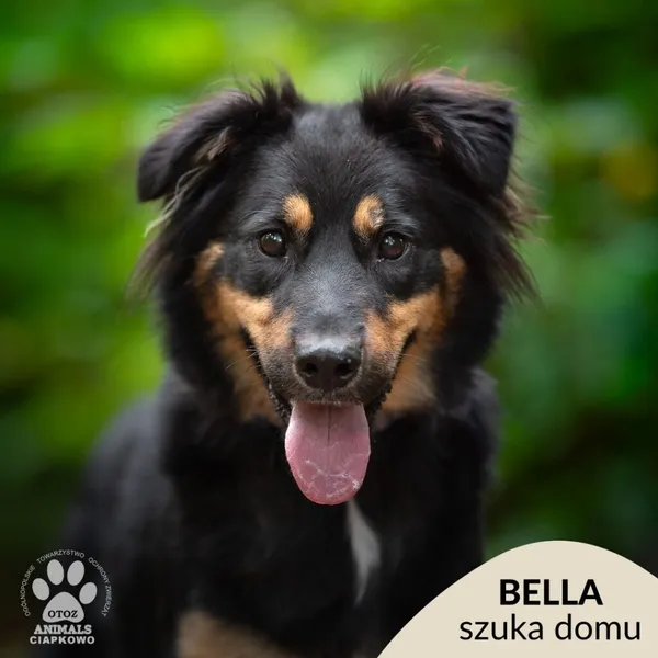 Pies do adopcji, Gdynia, 29 października 2025 (1/2)