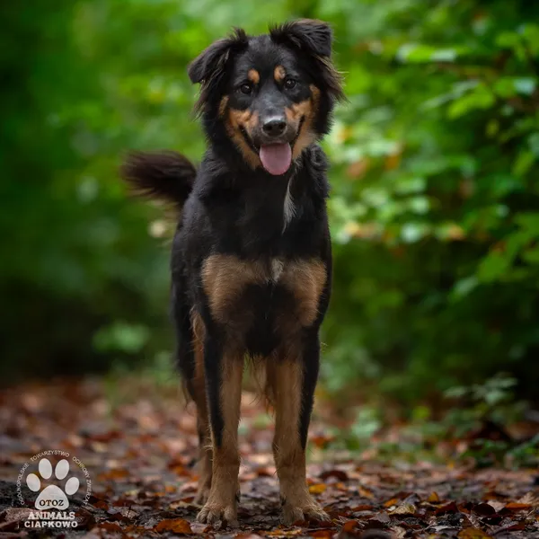 Pies do adopcji, Gdynia, 29 października 2025 (2/2)