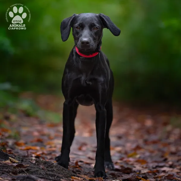 Pies do adopcji, Gdynia, 29 października 2025 (3/4)