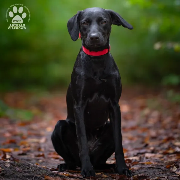 Pies do adopcji, Gdynia, 29 października 2025 (4/4)