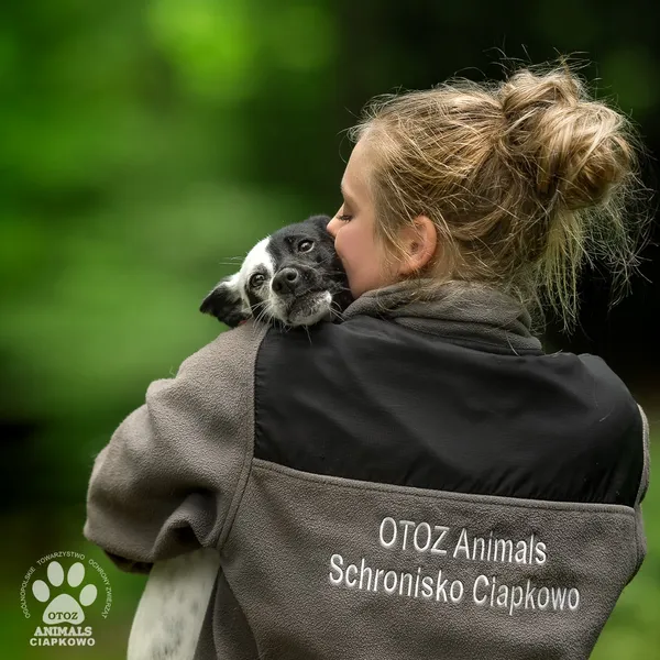 Pies do adopcji, Gdynia, 29 października 2025 (4/4)