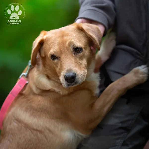 Pies do adopcji, Gdynia, 29 października 2025 (2/5)