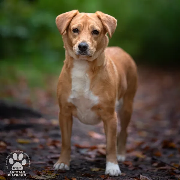 Pies do adopcji, Gdynia, 29 października 2025 (5/5)