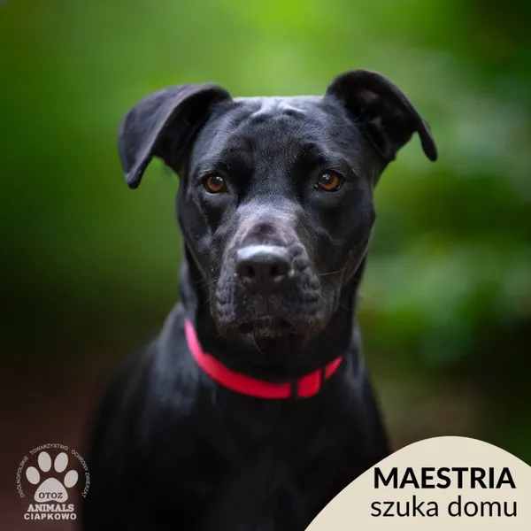 Pies do adopcji, Gdynia, 29 października 2025 (1/4)