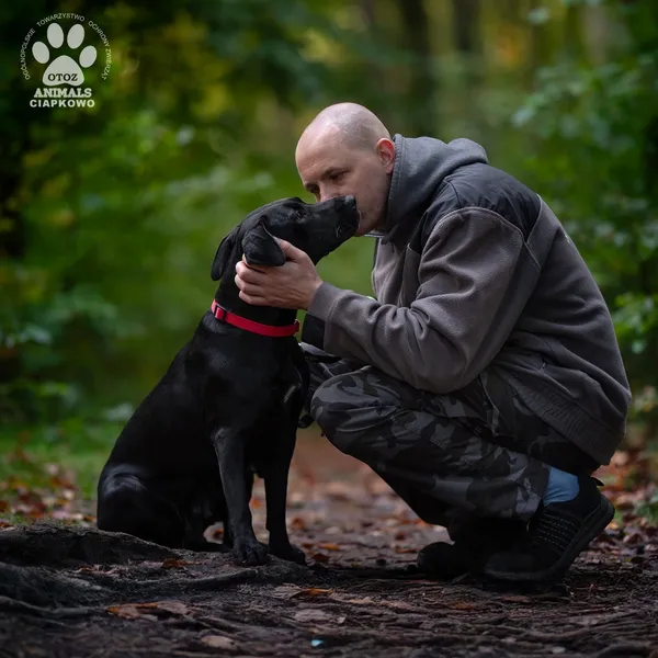 Pies do adopcji, Gdynia, 29 października 2025 (2/4)