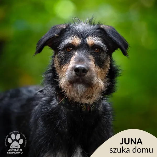 Pies do adopcji, Gdynia, 29 października 2025 (1/4)