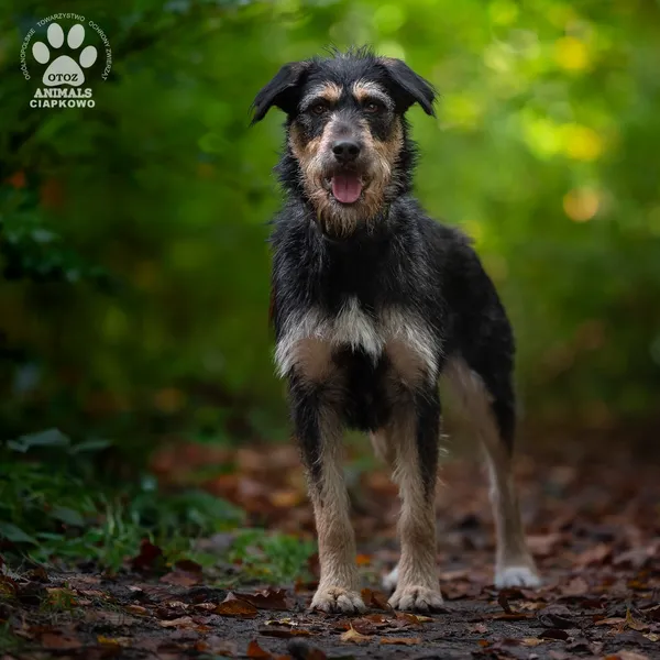 Pies do adopcji, Gdynia, 29 października 2025 (2/4)