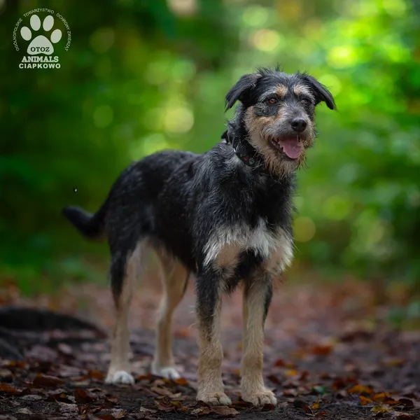 Pies do adopcji, Gdynia, 29 października 2025 (3/4)