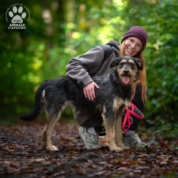 Pies do adopcji, Gdynia, 29 października 2025 (4/4)