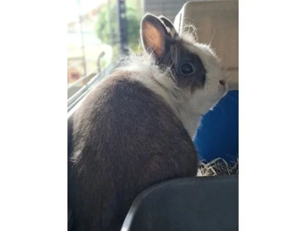 Oddam zwierzę, Wrocław, 14 września 2025