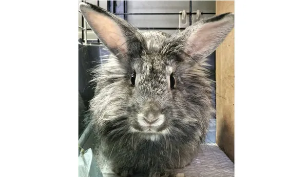 Oddam zwierzę, Wrocław, 25 października 2025