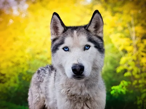 Pies do adopcji, Nowodwór, 29 października 2025 (3/5)