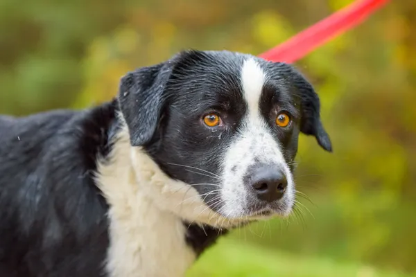 Pies do adopcji, Nowodwór, 29 października 2025 (1/5)