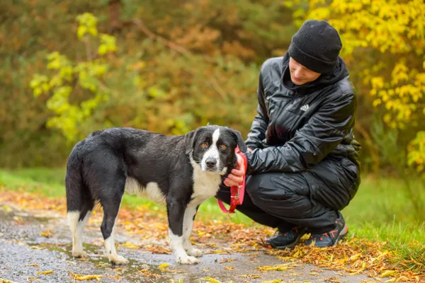 Pies do adopcji, Nowodwór, 29 października 2025 (2/5)