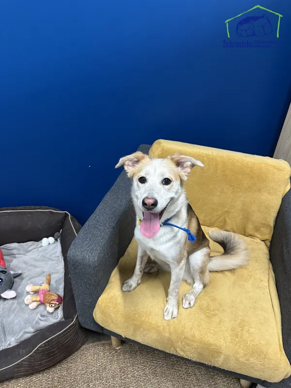 Znaleziono psa, Szczecin, 28 października 2025 (2/4)