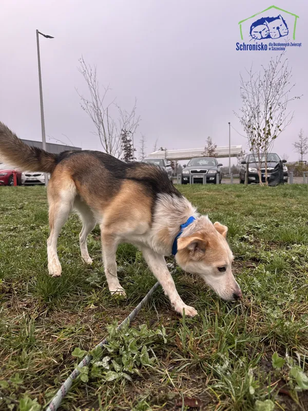 Znaleziono psa, Szczecin, 28 października 2025 (3/4)