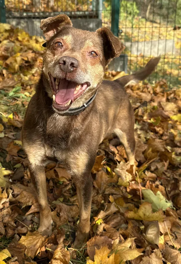 Pies do adopcji, Bydgoszcz, 8 grudnia 2025 (2/5)