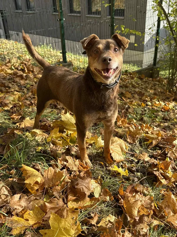 Pies do adopcji, Bydgoszcz, 8 grudnia 2025 (4/5)