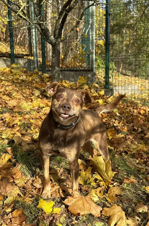 Pies do adopcji, Bydgoszcz, 8 grudnia 2025 (5/5)