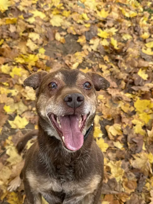 Pies do adopcji, Bydgoszcz, 8 grudnia 2025 (1/5)