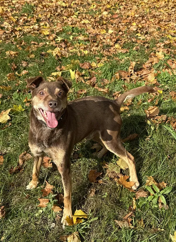 Pies do adopcji, Bydgoszcz, 8 grudnia 2025 (3/5)