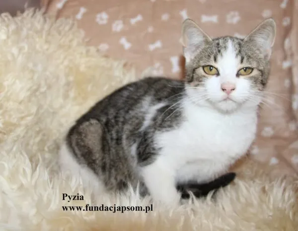 Kot do adopcji, Nowy Dwór Mazowiecki, 28 października 2025 (1/4)