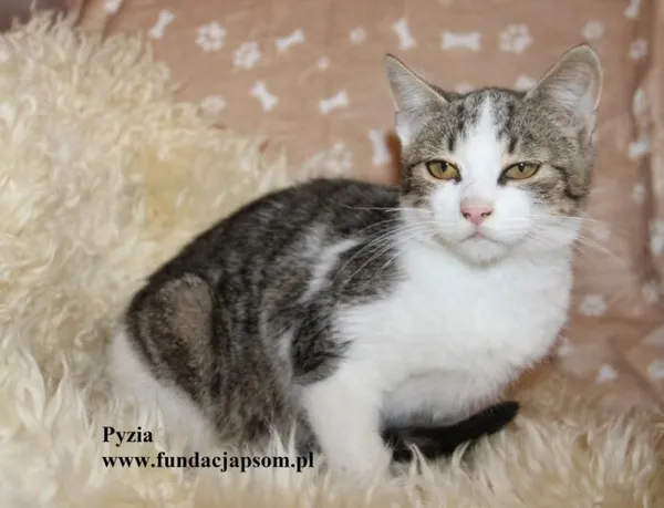 Kot do adopcji, Nowy Dwór Mazowiecki, 28 października 2025 (2/4)