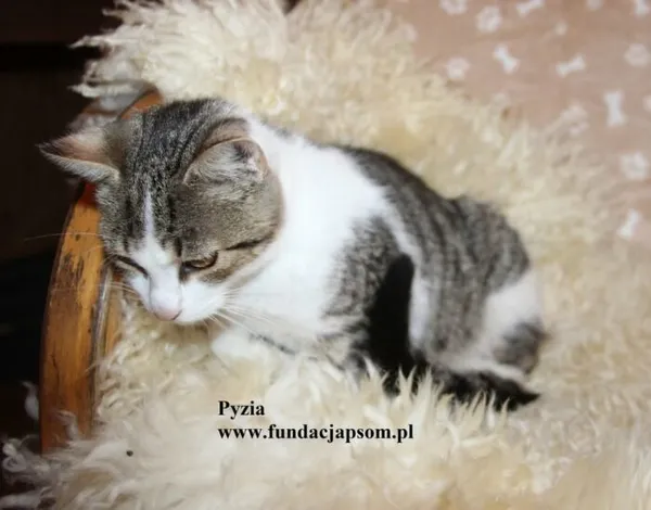 Kot do adopcji, Nowy Dwór Mazowiecki, 28 października 2025 (3/4)