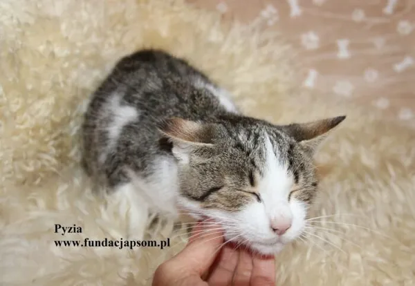 Kot do adopcji, Nowy Dwór Mazowiecki, 28 października 2025 (4/4)