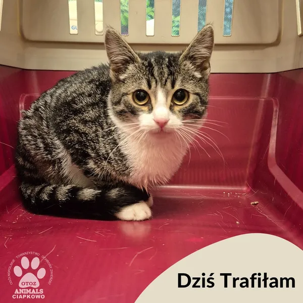 Znaleziono kota, Gdynia, 27 października 2025