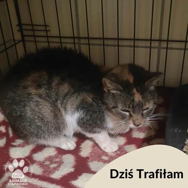 Znaleziono kota, Gdynia, 27 października 2025