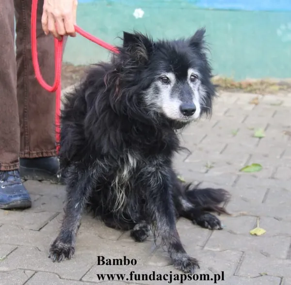 Pies do adopcji, Nowy Dwór Mazowiecki, 29 października 2025 (3/5)