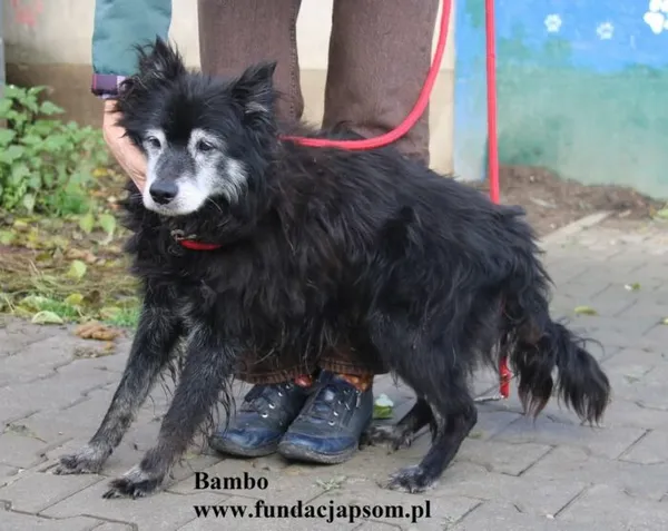 Pies do adopcji, Nowy Dwór Mazowiecki, 29 października 2025 (4/5)