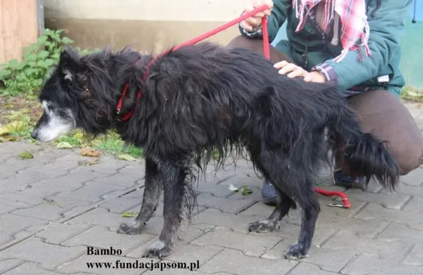 Pies do adopcji, Nowy Dwór Mazowiecki, 29 października 2025 (5/5)