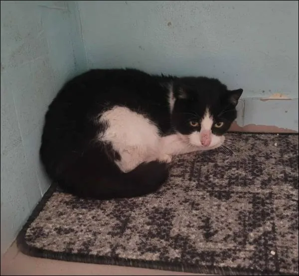 Znaleziono kota, Grudziądz, 29 października 2025