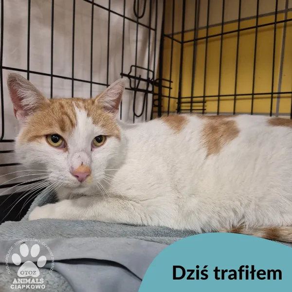 Znaleziono kota, Gdynia, 21 października 2025