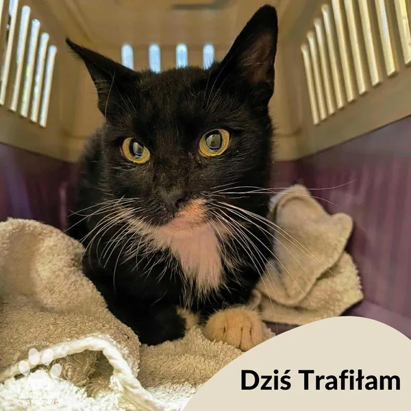 Znaleziono kota, Gdynia, 13 października 2025