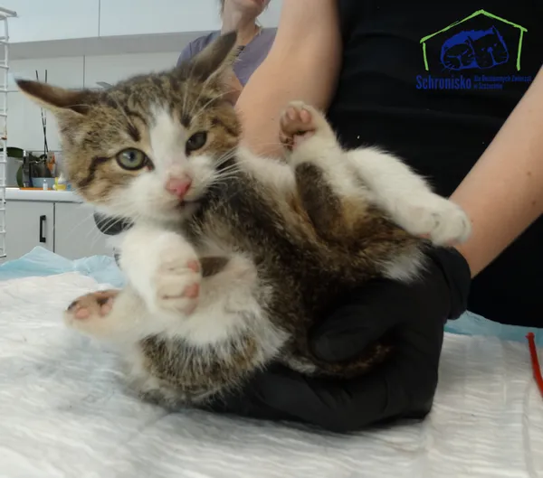 Kot do adopcji, Szczecin, 29 października 2025