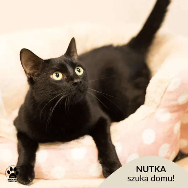 Kot do adopcji, Gdynia, 29 października 2025 (1/4)