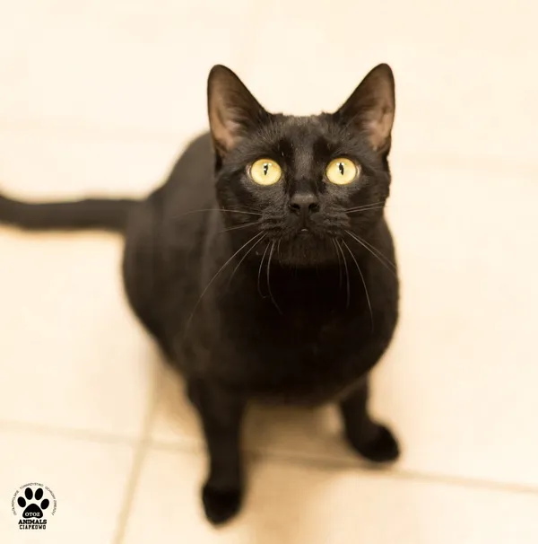 Kot do adopcji, Gdynia, 29 października 2025 (2/4)