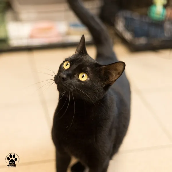 Kot do adopcji, Gdynia, 29 października 2025 (3/4)