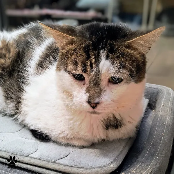 Kot do adopcji, Gdynia, 29 października 2025 (2/4)