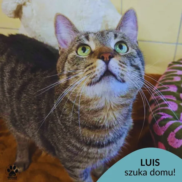 Kot do adopcji, Gdynia, 29 października 2025 (1/4)