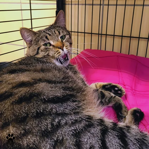 Kot do adopcji, Gdynia, 29 października 2025 (3/4)