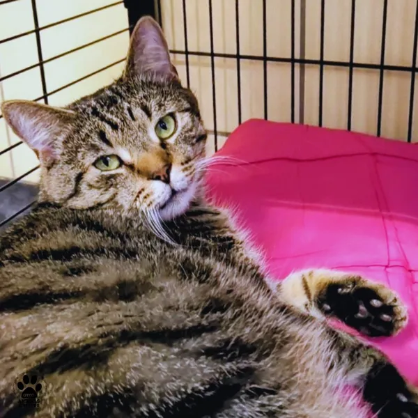 Kot do adopcji, Gdynia, 29 października 2025 (4/4)