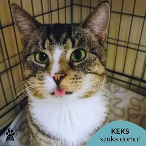 Kot do adopcji, Gdynia, 29 października 2025 (1/3)