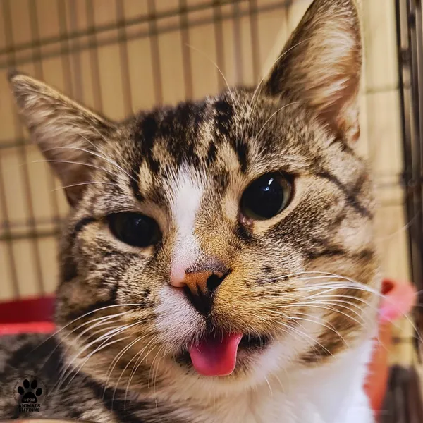 Kot do adopcji, Gdynia, 29 października 2025 (3/3)