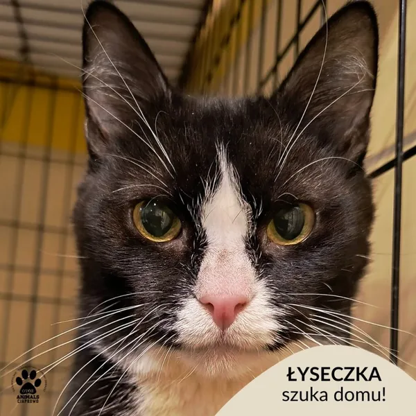 Kot do adopcji, Gdynia, 29 października 2025 (1/3)