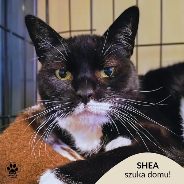 Kot do adopcji, Gdynia, 29 października 2025 (1/3)