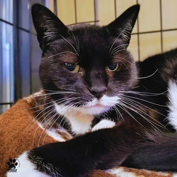 Kot do adopcji, Gdynia, 29 października 2025 (3/3)